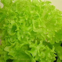 安全安心な野菜「トロピグリーン」